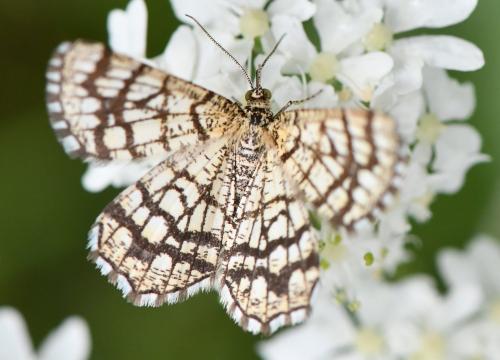 Chiasmia clathrata